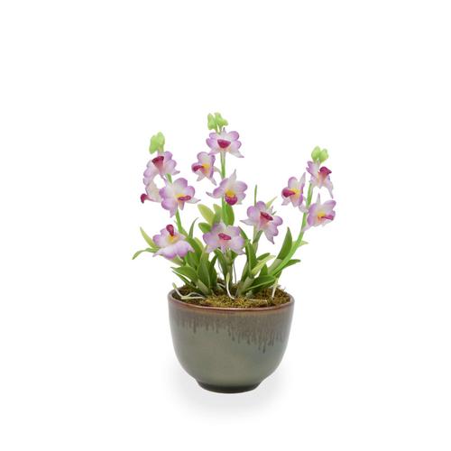 SIAM ORCHID Mini Orchid with Ceramic Pot  Purple