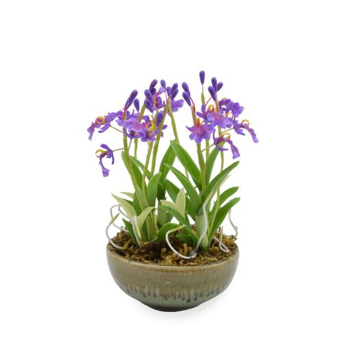 SIAM ORCHID Mini Orchid Purple