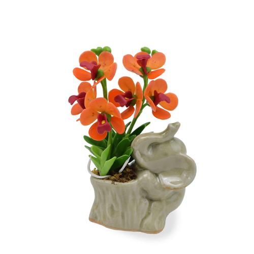 SIAM ORCHID Mini Orchid with Elephant  Orange Red