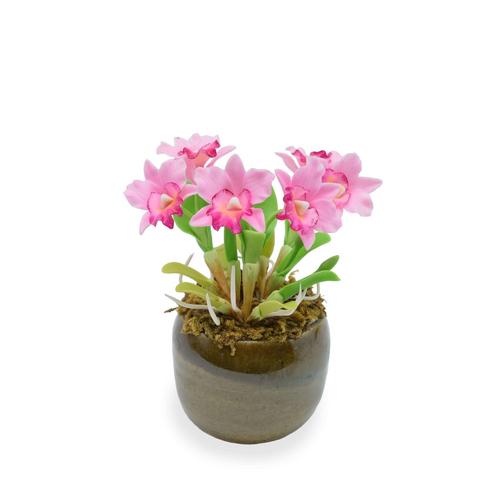 SIAM ORCHID Mini Orchid with Ceramic Pot  Pink