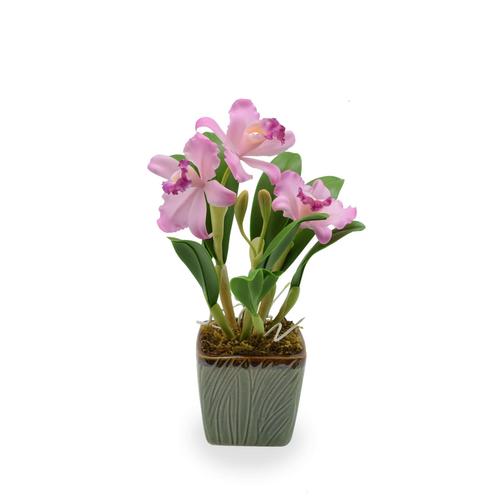 SIAM ORCHID Cattleya with Ceramic Pot