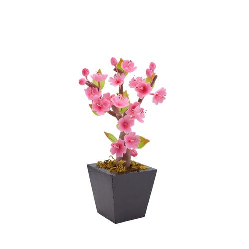 SIAM ORCHID  Plum Blossom with Woodes Square Pot Pink