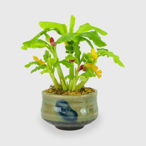 SIAM ORCHID Banana Trees - Green/Yellow/Red
