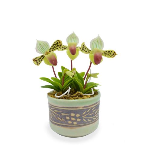 SIAM ORCHID Mini Orchid with Ceramic Pot Green Brown