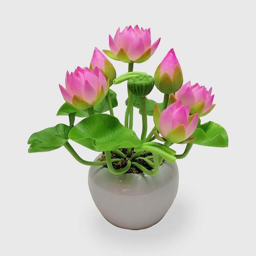 SIAM ORCHID Lotus with White Ceramic Pot pink
