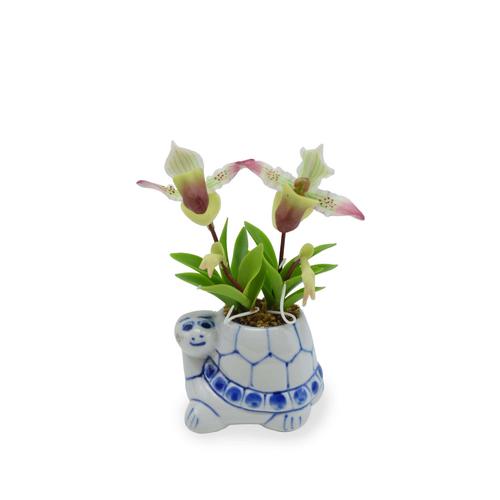 SIAM ORCHID Mini Orchid with Turtle Pot Green Brown