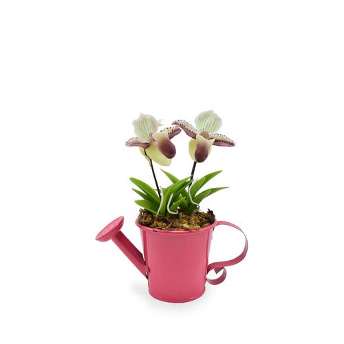 SIAM ORCHID Mini Orchid with Shower Pot  Green Brown